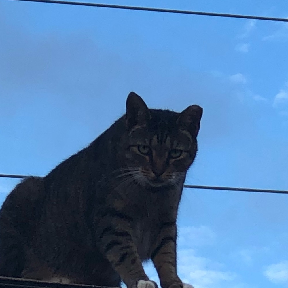 Meet your Posher, Paula